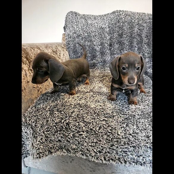 Dachshund (Smooth Haired)