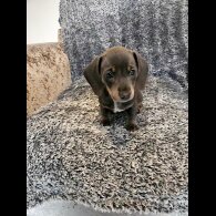 Dachshund (Smooth Haired)