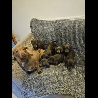 Dachshund (Smooth Haired)