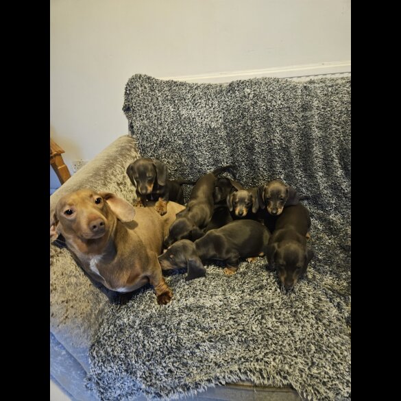 Dachshund (Smooth Haired)