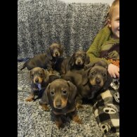 Dachshund (Smooth Haired)
