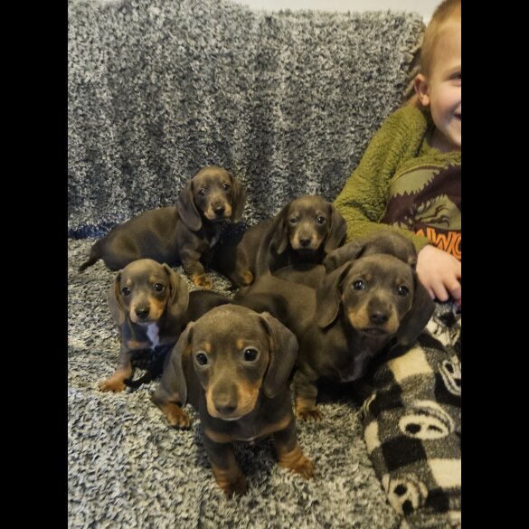 Dachshund (Smooth Haired)