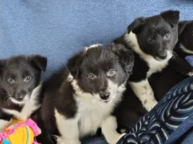 Border Collie