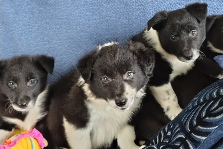 Border Collie