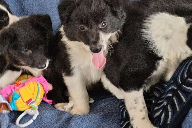 Border Collie