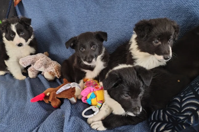 Border Collie