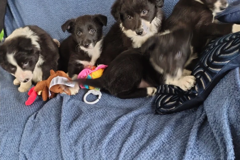 Border Collie