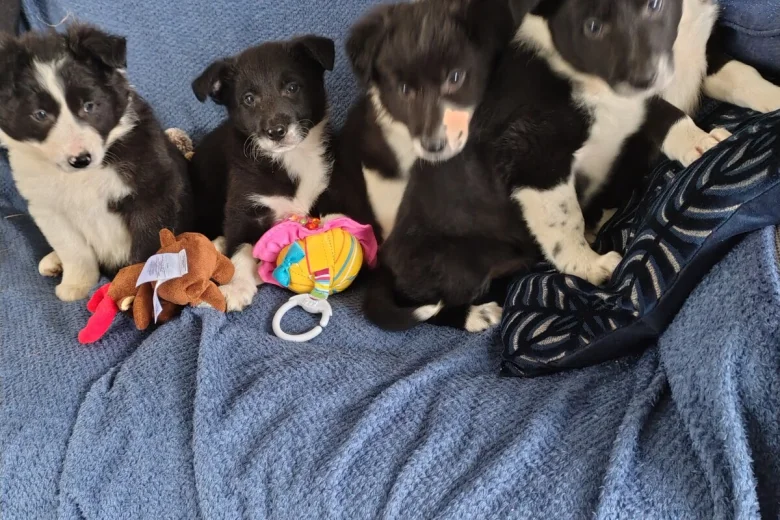 Border Collie