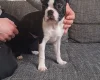 Boston Terrier