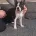 Boston Terrier