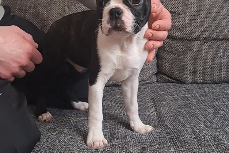 Boston Terrier