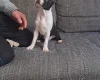 Boston Terrier