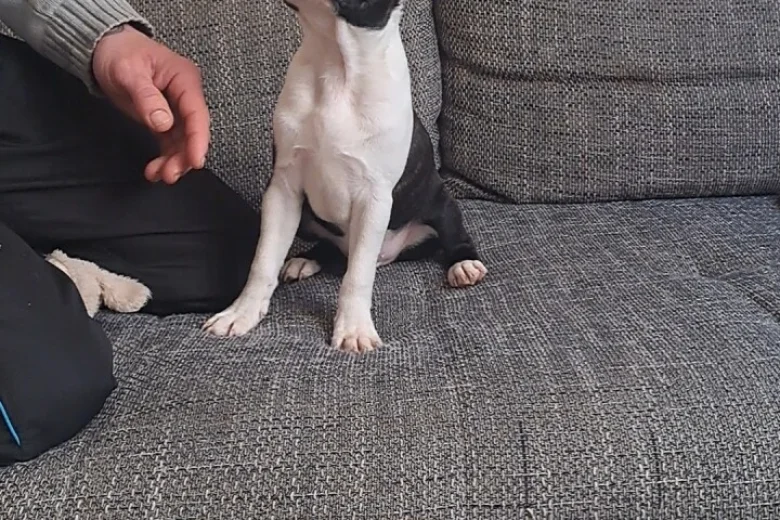 Boston Terrier
