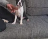 Boston Terrier