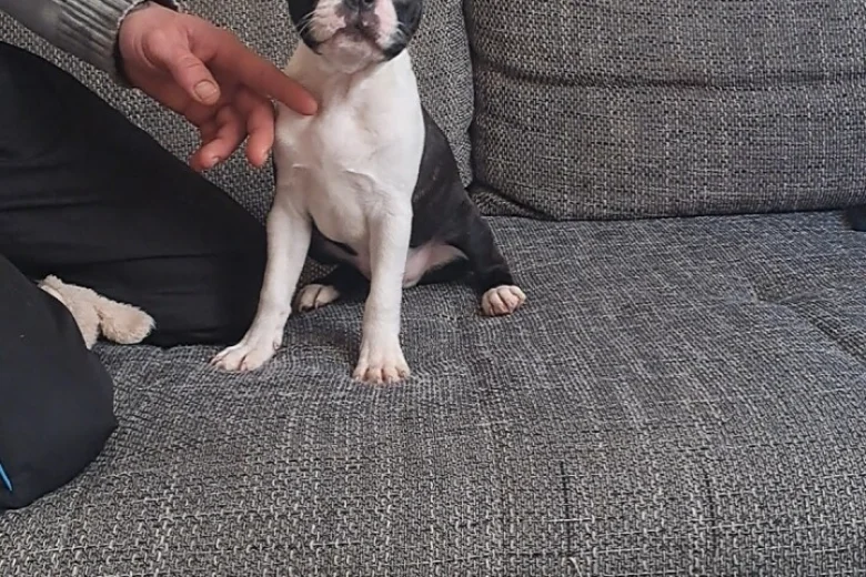 Boston Terrier