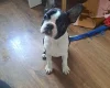 Boston Terrier