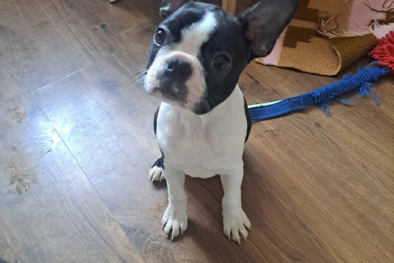 Boston Terrier