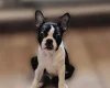 Boston Terrier