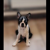 Boston Terrier