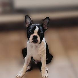 Boston Terrier