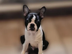 Boston Terrier