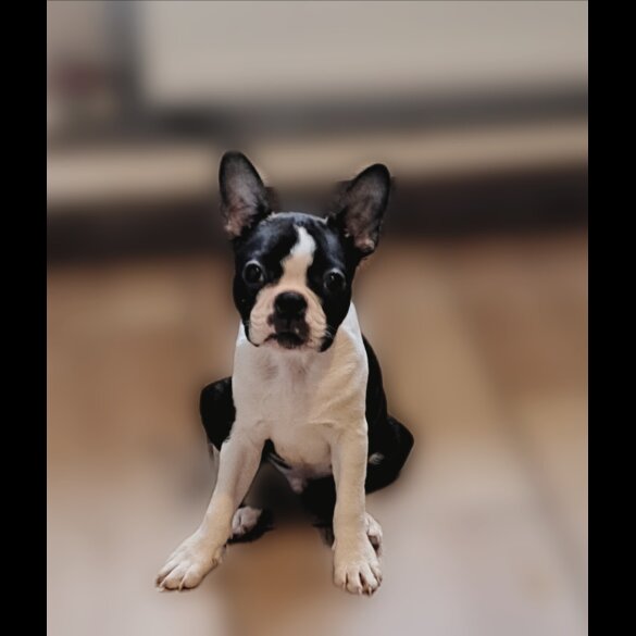 Boston Terrier