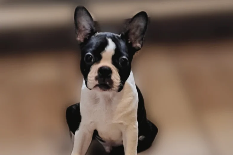 Boston Terrier