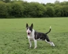 Bull Terrier