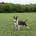 Bull Terrier