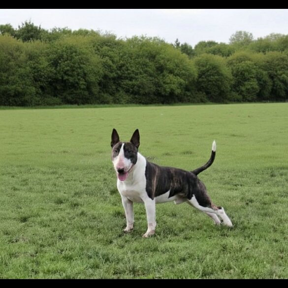 Bull Terrier