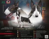 Bull Terrier