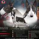 Bull Terrier