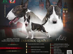 Bull Terrier