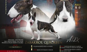 Bull Terrier