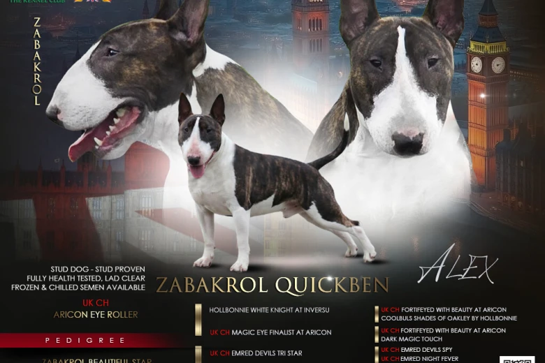 Bull Terrier