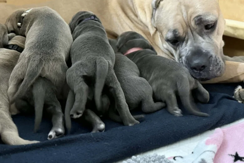 Cane Corso