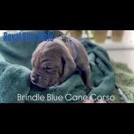 Cane Corso
