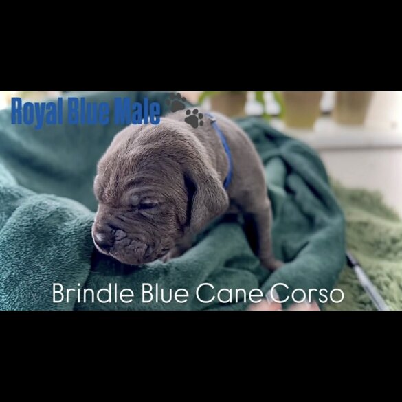 Cane Corso