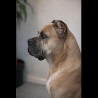 Cane Corso