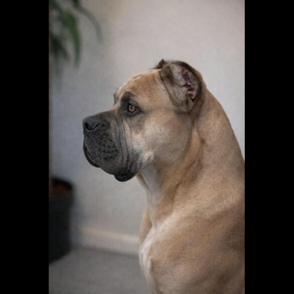 Cane Corso