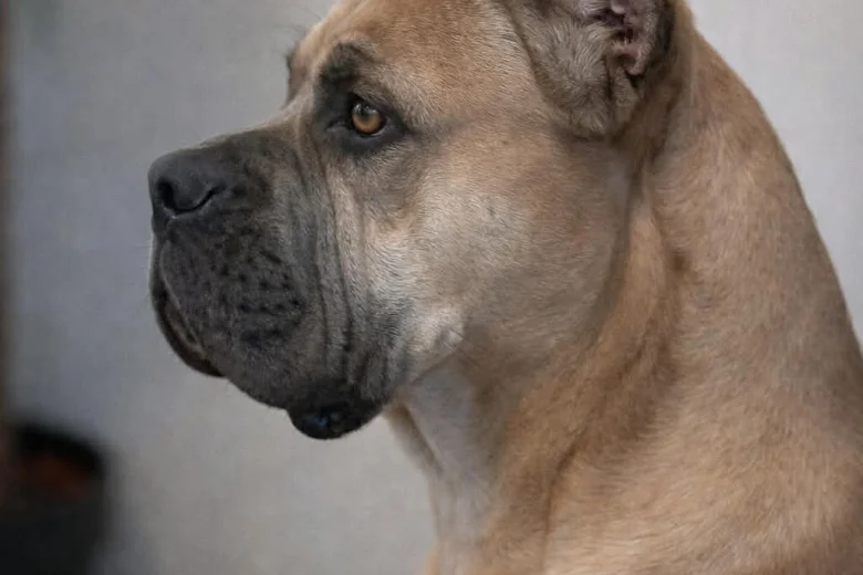 Cane Corso