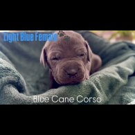 Cane Corso