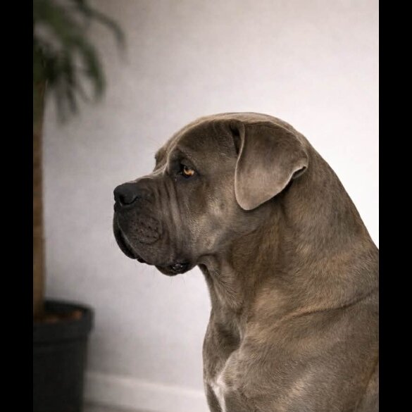 Cane Corso