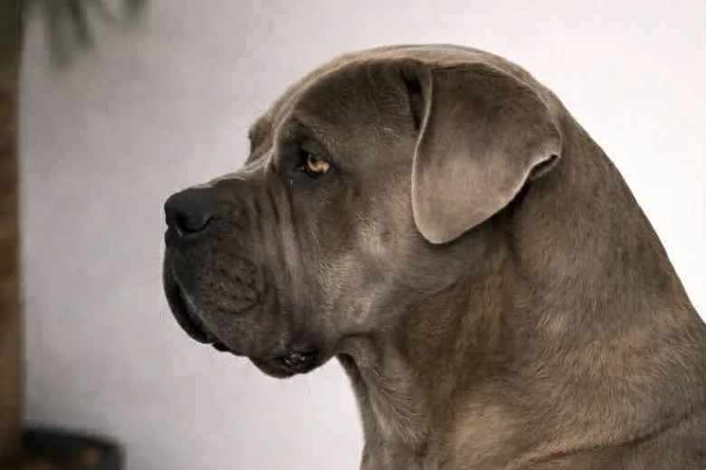 Cane Corso