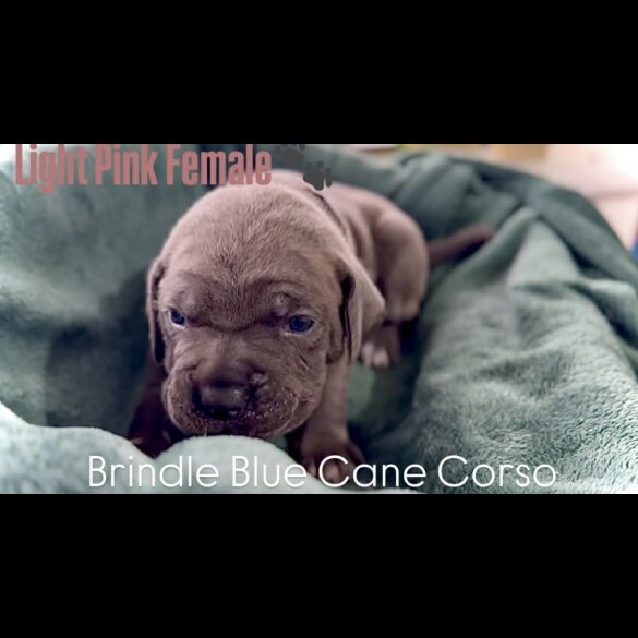 Cane Corso