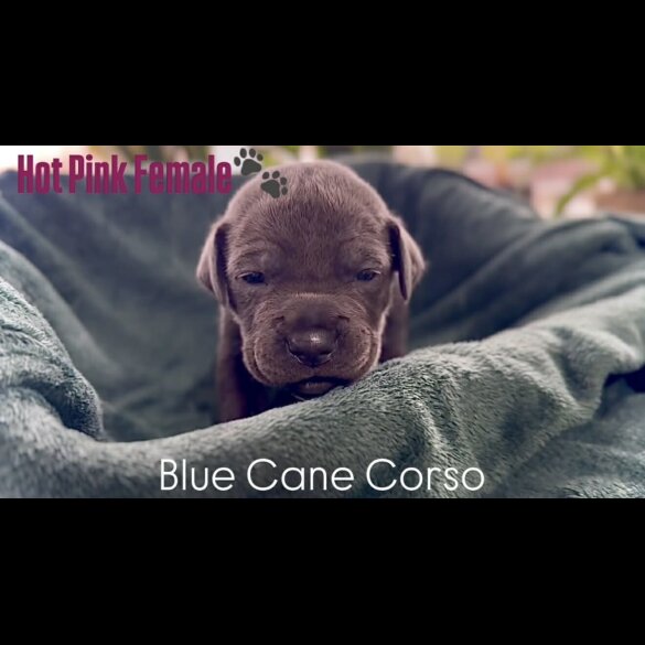 Cane Corso