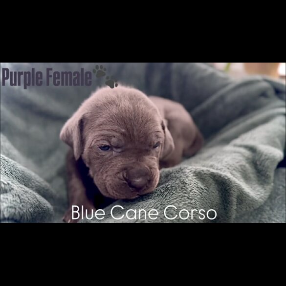Cane Corso