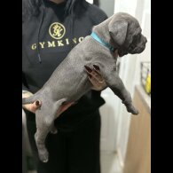 Cane Corso