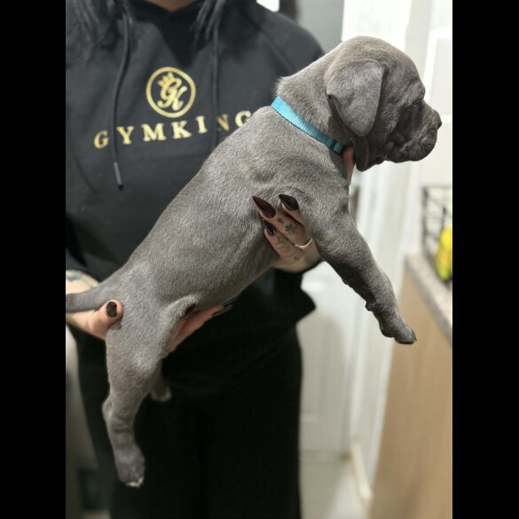 Cane Corso