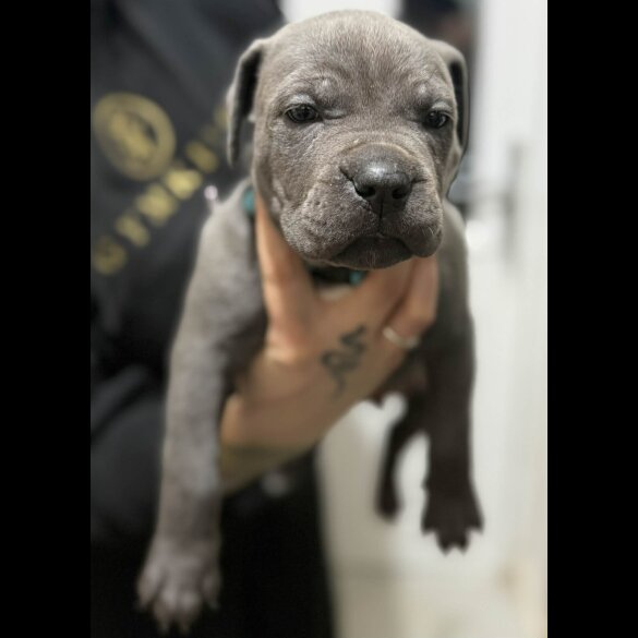 Cane Corso